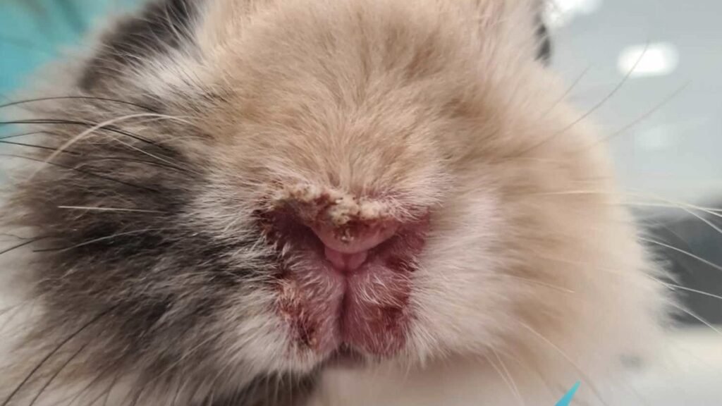 Lésion nez sur la syphilis du lapin Lingostiere veterinaire Nice