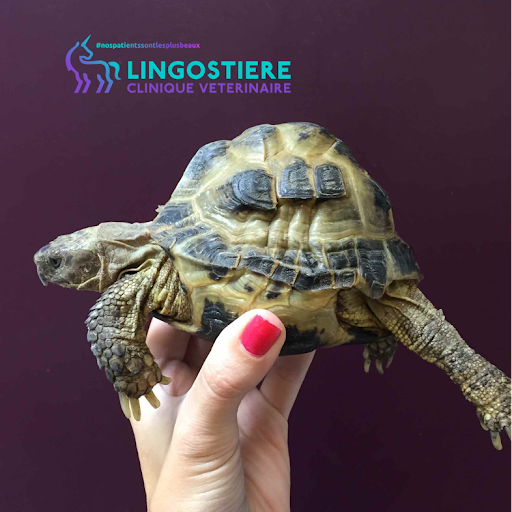 Retard de croissance et déformation carapace